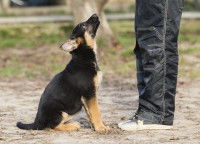 Intégrer un chien dominant au sein de la famille