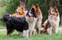 L'importance de la hiérarchie au sein d'une meute de chiens