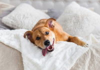 Comment choisir le lieu de couchage pour son chien