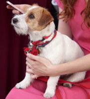 Comment empêcher son chien de s'asseoir en hauteur