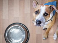 Les règles à appliquer lors du repas du chien