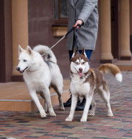 Comment empêcher son chien de passer le premier