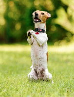 Comment empêcher son chien de décider