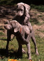 Comment contrôler les actes sexuels de son chien