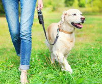 Comment garder le contrôle des déplacements du chien