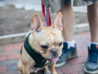 Donner des repères à son nouveau compagnon