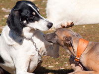 Désensibiliser le chien de ses peurs