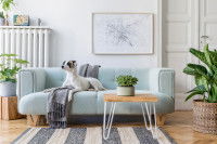 Un chien Jack Russel installé sur le canapé du salon