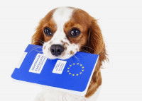 Un petit chien tient un passeport dans la gueule