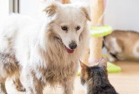 Un chien fait face à un chat