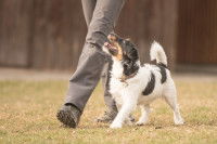 Un chien marche au pied de son maître