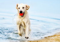 Un chien court dans la mer avec une balle dans la gueule