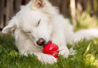 Un chien blanc joue avec un jouet Kong