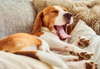 Un Beagle tranquillement allongé dans son coussin