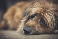 Un pauvre chien avec un regard triste