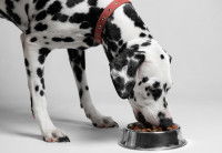 Un Dalmatien mange des croquettes dans sa gamelle
