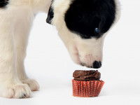 Un chiot renifle un gâteau au chocolat