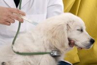 Un vétérinaire fait un vaccin à un chien blanc