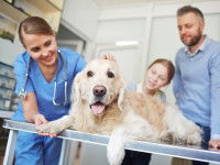 Une femme vétérinaire examine un chien