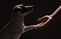 Un homme donne la patte à son chien sur fond noir