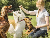 Faire la différence entre le comportement du chien et son obéissance : cas pratique