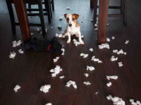 Associer éducation et comportementalisme pour une meilleure obéissance du chien