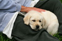 Le détachement du chiot dans la meute familiale