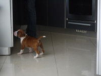 Un chiot peut-il rester seul ?