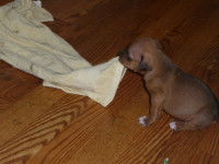 Les risques lorsque le détachement du chiot n'a pas été effectué