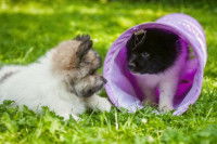 2 - La hiérarchisation