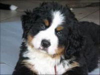 Pour bien éduquer votre bouvier bernois vous aurez besoin de