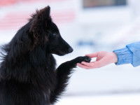 Un chien n'a pas le même langage qu'un être humain