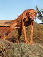 Tenir compte des signaux et messages que le chien envoie