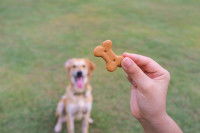 Récompenser son chien est important
