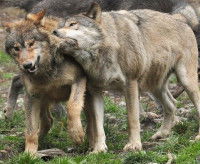 Historique de l'éducation canine