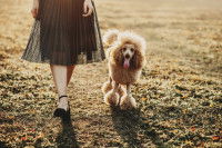 Un Caniche marche au pied de sa maîtresse
