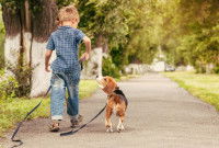 Un chien marche au pied d'un enfant