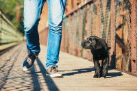 Un chiot apprend la marche au pied