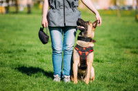 Un Malinois est assis à gauche d'une femme et la regarde