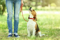 Un chien tenu en laisse assis au pied de son maître
