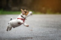 Un Jack Russel saute et s'amuse