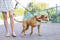 Un chien tire sur sa laisse