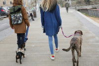 Deux chiens marchent au pied sur le trottoir