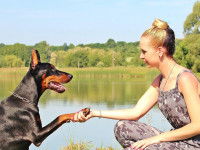 Dobermann donnant la patte à une femme devant un lac