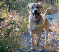 Labrador la patte levée dans un sentier champêtre avec des fleurs 