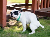 Choisir le moment opportun pour les besoins du chiot