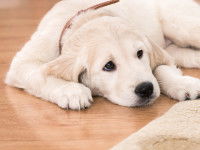 Gérer la situation en cas d'accident