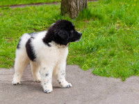 Apprendre à son chiot à faire ses besoins à l'extérieur