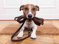 Les besoins du chiot la nuit et en cas d'absence