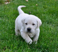 Pourquoi faut-il apprendre à un chien à être propre ?